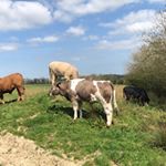 Profile Picture of Raymond Carragher (@maxsofia23) on Instagram