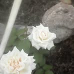 Profile Picture of Agatas Gene (@agatas.gene) on Facebook