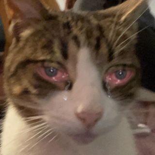 Profile Picture of Chris Polanco (@thewiseguy02) on Instagram