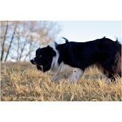 Profile Picture of Anne Devine Eyespybordercollies (@eyespybordercollies1) on Youtube