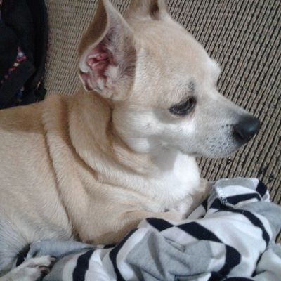 Profile Picture of César Osvaldo Cortés Aldaco (@CortesAldaco) on Twitter