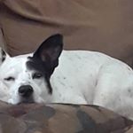 Profile Picture of Betty Slaton (@betonpet) on Instagram