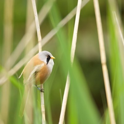 Profile Picture of Joe Sharpe (@joesharpe1995) on Twitter