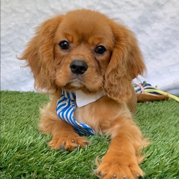 Profile Picture of Cameron Kulesza (@camscloths) on Poshmark