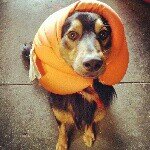 Profile Picture of Suey Tarvyd Mac Donald (@sueypuppy) on Instagram