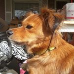 Profile Picture of Chewston Robert (@chewy_the_cutie__) on Instagram