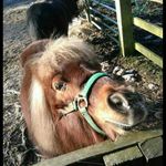 Profile Picture of caseyboardman (@casey_boardman_horse650) on Instagram