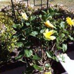 Profile Picture of Connie StClair (@stclaircl) on Instagram