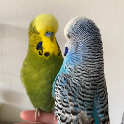 Profile Picture of Rise Of The Budgies (@StephGertsch5) on Twitter