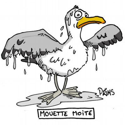 Profile Picture of Alice Gull (@AliceGull) on Twitter