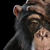 Profile Picture of Thomas Serafin (@thomas-serafin-4) on Quora