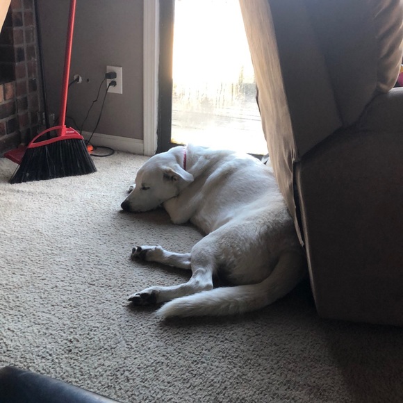 Profile Picture of Alexa Edmonds (@tututakeover) on Poshmark