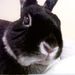 Profile Picture of janette mcdermott (@bunnymcd915) on Pinterest