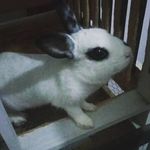 Profile Picture of 𝑳𝒂𝒅𝒚 𝑴𝒂𝒓𝒊𝒍𝒚𝒏👸🏻 (@_coelhinhalady) on Instagram