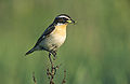 Profile Picture of Chat (bird)on Wikipedia