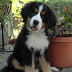 Profile Picture of Crystal Love (@crystalsntravislove) on Instagram