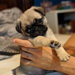 Profile Picture of Lord Joey (@lord_joey_the_pug) on Instagram