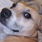 Profile Picture of Peter Langlois (@langlois.peter) on Instagram