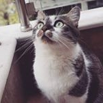 Profile Picture of Tommy 😽🐾 (@thomas_murphie) on Instagram