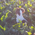 Profile Picture of Thomas Whitby (@thomasrwhitby) on Instagram