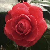 Profile Picture of Otaru Viola Master Class (@rumitakano) on Youtube