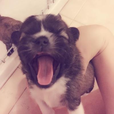 Profile Picture of Pamela Huang (@pamelahuangsh) on Twitter