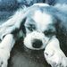 Profile Picture of Brenna Scott (@poppyat101) on Pinterest