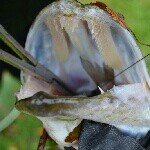 Profile Picture of michel, kevin, melvin en ian (@fishingteam075) on Instagram