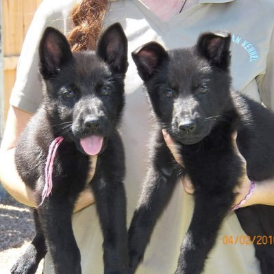 Profile Picture of Randy Brunk (@RRBrunk) on Twitter