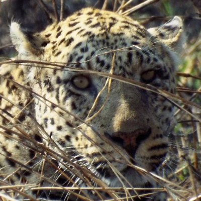 Profile Picture of Edward-Isaac Dovere (@IsaacDovere) on Twitter