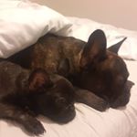 Profile Picture of Barry & Brian Simmers (@barrysimmers17) on Instagram