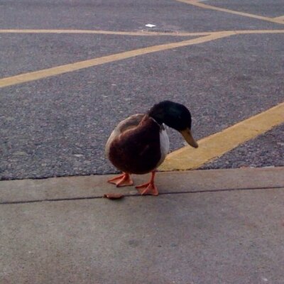 Profile Picture of Bryan Preston (@Bryanpreston4) on Twitter