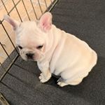 Profile Picture of Ginger Morrow (@ima_wild_wookie) on Instagram