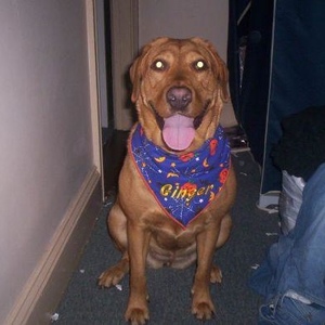 Profile Picture of Ginger Rocha (@gingerthesexydog) on Myspace
