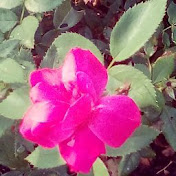 Profile Picture of Savannah Ryan (@savannahryan2864) on Youtube