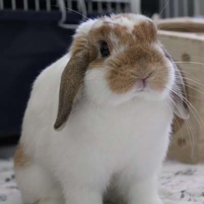 Profile Picture of Jason 🤬 Chen (@diskopo) on Twitter