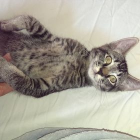 Profile Picture of Carys Perilloux (@carysperilloux) on Pinterest