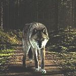 Profile Picture of Ivan Lobo TV (@ivanlobotv) on Instagram