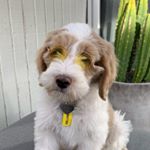 Profile Picture of William Fredrik (@williamteddydog) on Instagram