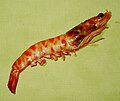 Profile Picture of Langostinoon Wikipedia