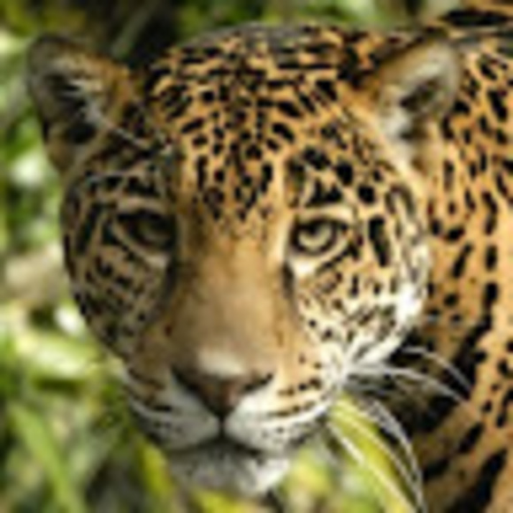 Profile Picture of Jo jo Rose (@jojorosemeow) on Poshmark