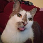 Profile Picture of Dillon Mcmanus (@mcmanusdillon) on Instagram