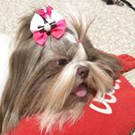 Profile Picture of Vicky D' Zurcatnas (@vicky_shihtzuu) on Instagram