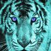 Profile Picture of Nicholas Gaunt (@gauntn41) on Pinterest