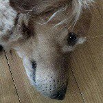 Profile Picture of Rick Smart (@rick.jayhawk) on Instagram