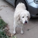 Profile Picture of Lorenzo Castagna (@lorenzo_castagna_usa) on Instagram