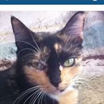 Profile Picture of Hayden Bree Tidwell (@the_kawaii_cat_sally) on Instagram