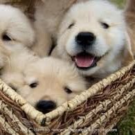 Profile Picture of Pete Alexander (@d_wiggs42) on Twitter