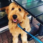 Profile Picture of Toby T (@toby_doubledoodle) on Instagram