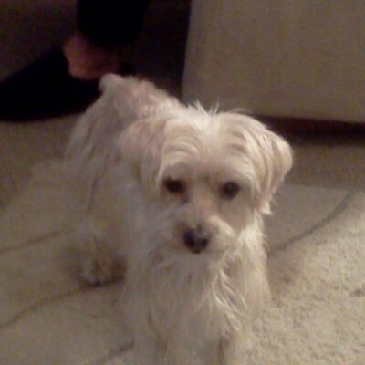 Profile Picture of Debra Poole (@debrapoole99) on Twitter